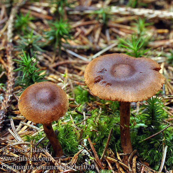 Orangeblättriger Hautkopf Mörk kanelspindling Cortinaire Sommerfelt Mørk kanelslørsopp Паутинник Соммерфельта Cortinarius sommerfeltii Sahramiseitikki Pavučinec skořicově hnědý Zoneret slørhat