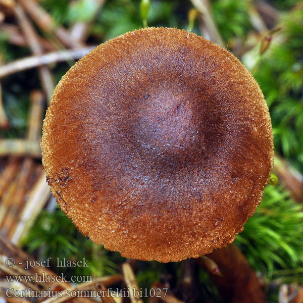 Cortinarius sommerfeltii bi1027