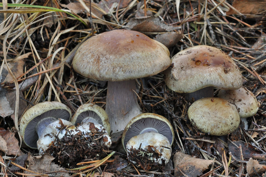 Cortinarius sphagnophilus Pavučinec rašeliništní