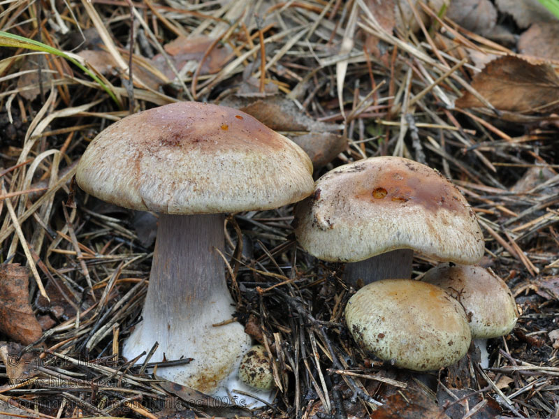 Cortinarius sphagnophilus Moorklumpfuss