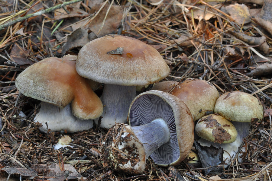 Cortinarius sphagnophilus Vandplettet slørhat