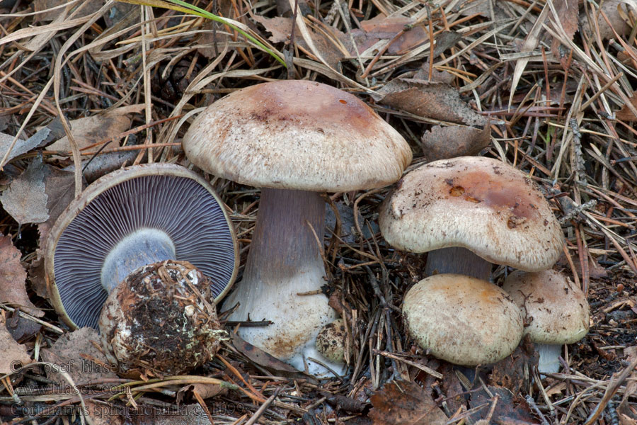 Cortinarius sphagnophilus Rahkatäpläseitikki