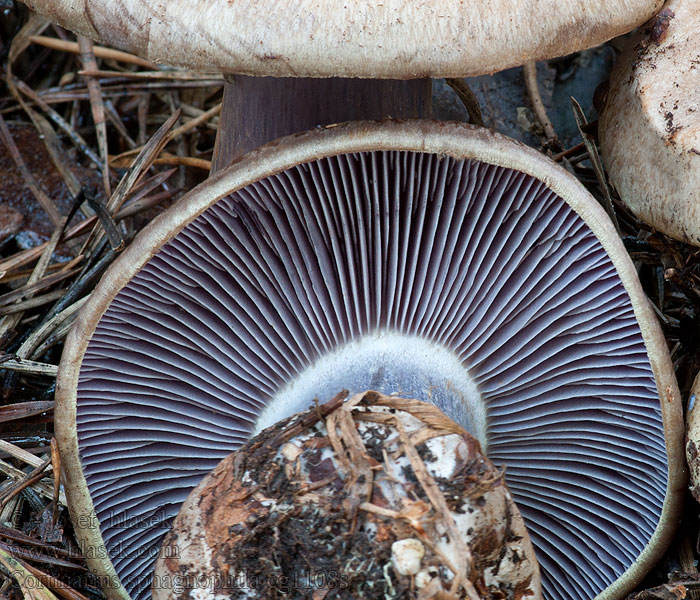 Cortinarius sphagnophilus Cortinaire sphaignes