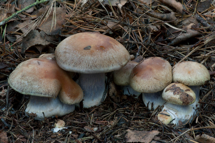 Cortinarius sphagnophilus Паутинник сфагнолюбивый