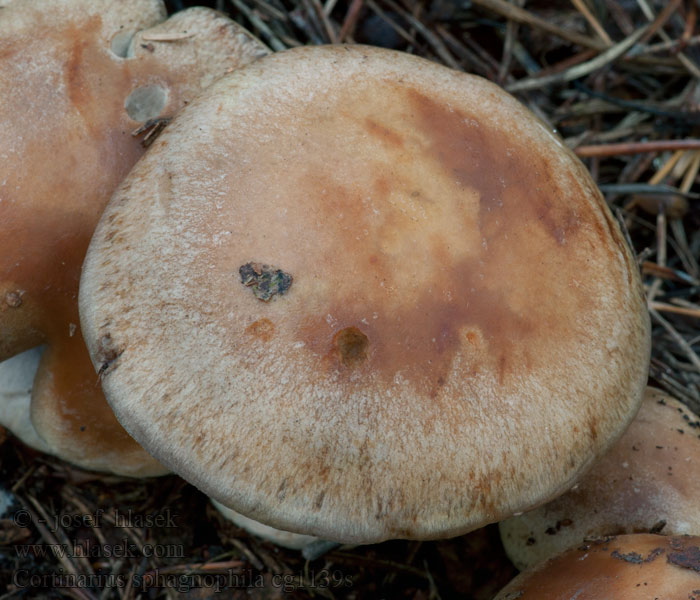 Pavučinec rašeliništní Cortinarius sphagnophilus