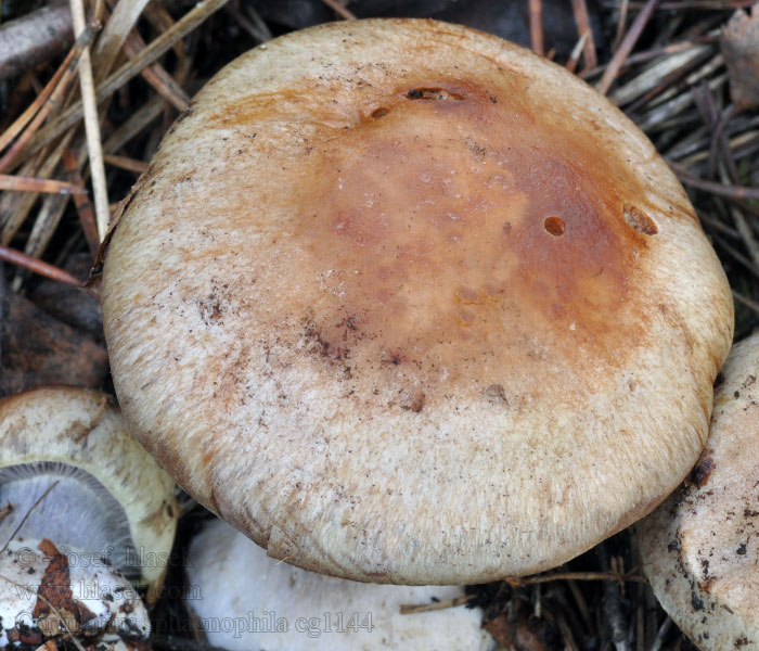 Pavučinec rašeliništní Cortinarius sphagnophilus