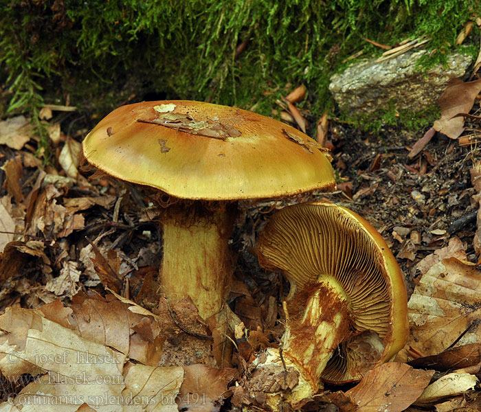 Cortinarius splendens bi5491