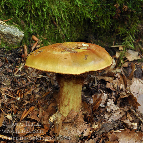 Cortinarius splendens bi5498