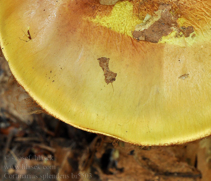 Cortinarius splendens bi5503