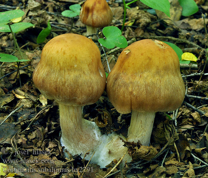 Cortinarius subalpinus