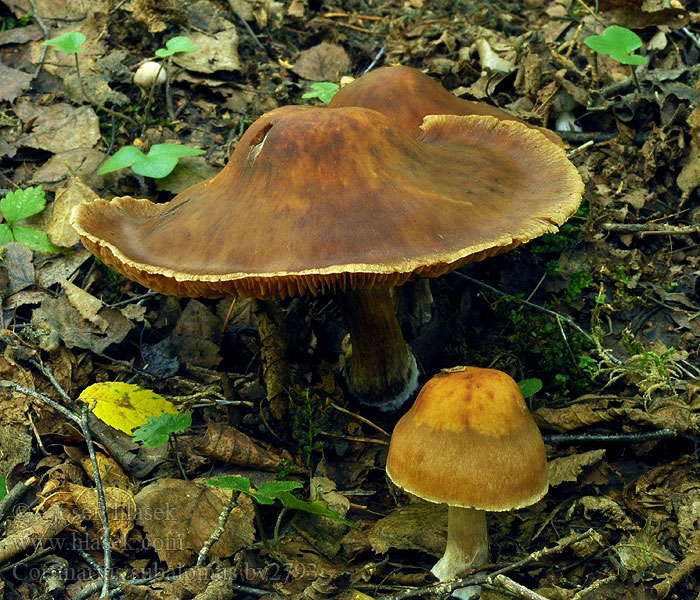 Cortinarius subalpinus