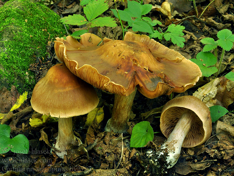 Cortinarius subalpinus