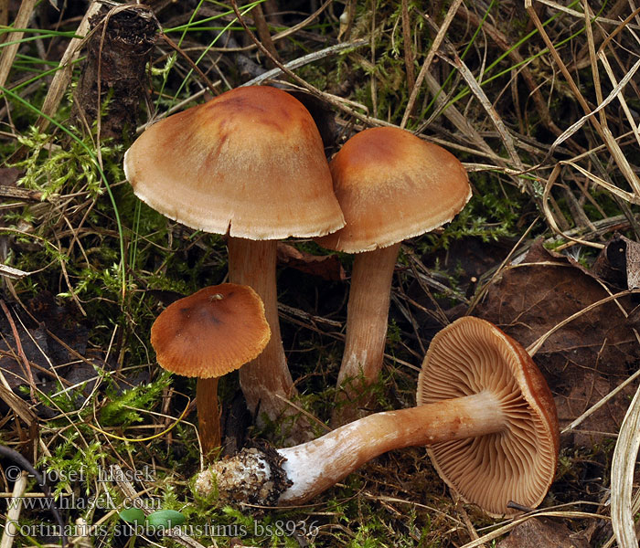 Cortinarius subbalaustinus Pavučinec blizoučký