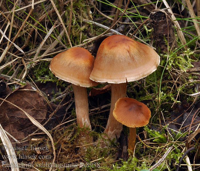 Cortinarius subbalaustinus Zimtblättriger Birken-Wasserkopf