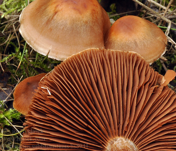 Cortinarius_subbalaustinus_bs8941