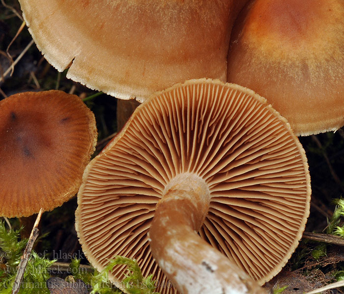 Cortinarius_subbalaustinus_bs8946