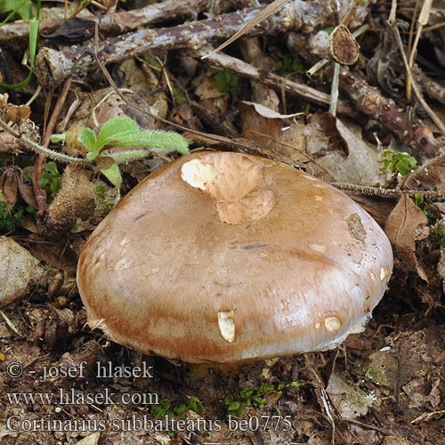 Cortinarius subbalteatus Pavučinec lilákovofialový Pavučinovec smrekovcový Sämpyläseitikki Паутинник полуизогнутый 