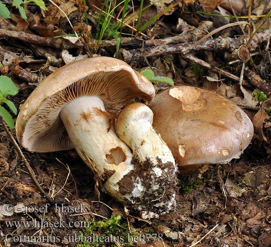 Pavučinovec smrekovcový Sämpyläseitikki Паутинник полуизогнутый Cortinarius subbalteatus Pavučinec lilákovofialový