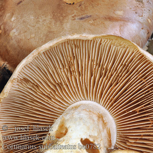 Cortinarius subbalteatus be0782