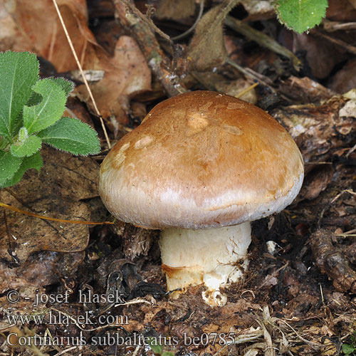 Cortinarius subbalteatus be0785