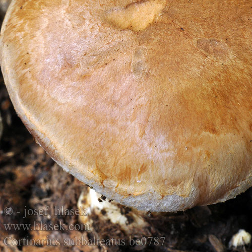 Cortinarius subbalteatus be0787