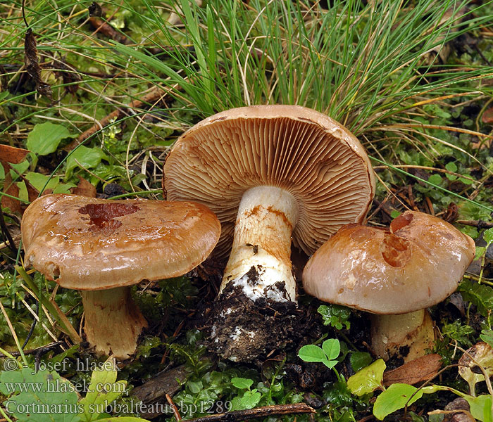 Паутинник полуизогнутый Cortinarius subbalteatus Pavučinec lilákovofialový Pavučinovec smrekovcov Sämpyläseitikki