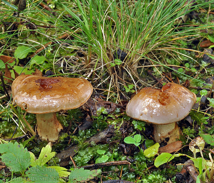 Cortinarius_subbalteatus_bp1297