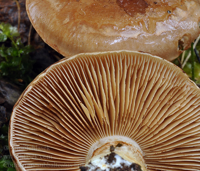 Cortinarius subbalteatus Pavučinec lilákovofialový Паутинник полуизогнутый Pavučinovec smrekovcov Sämpyläseitikki