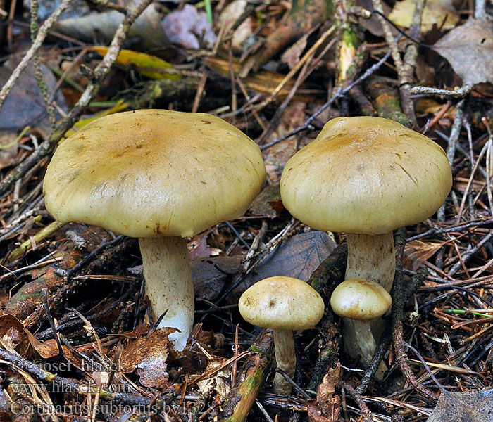 Cortinarius subtortus