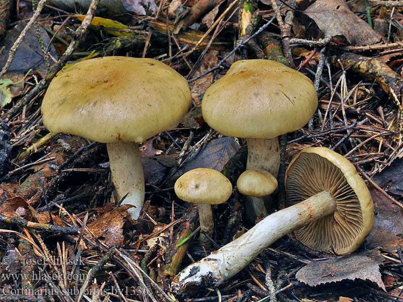 Cortinarius subtortus Pavučinec olivově žlutý