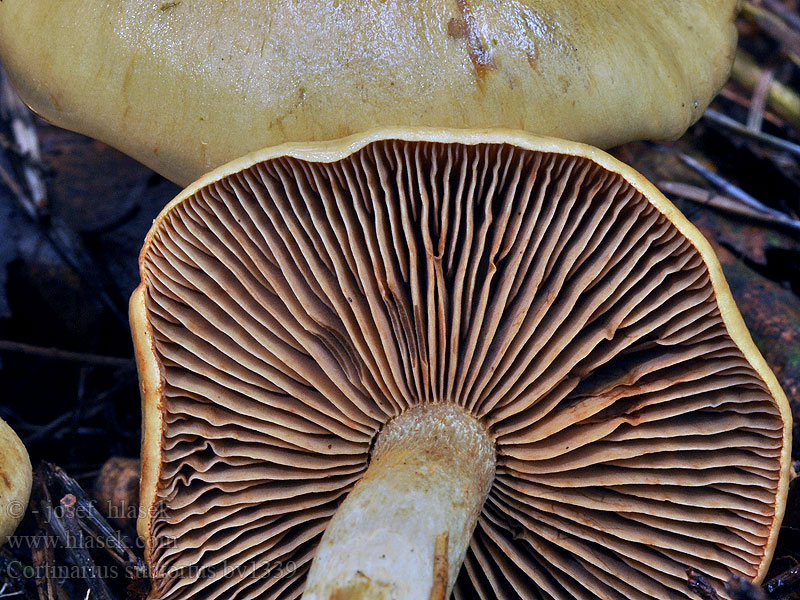 Cortinarius subtortus Olivgelbe Schleimkopf