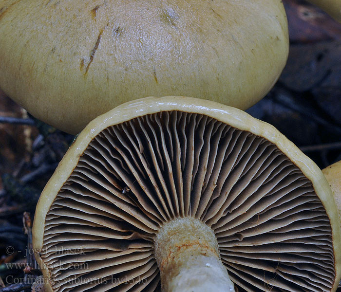 Cortinarius subtortus Zasłonak oliwkowochrowy