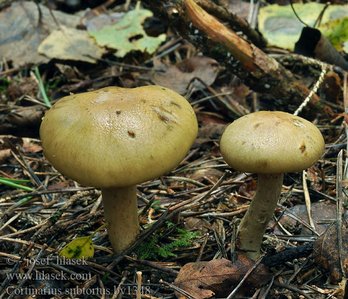 Cortinarius subtortus Doftspindling