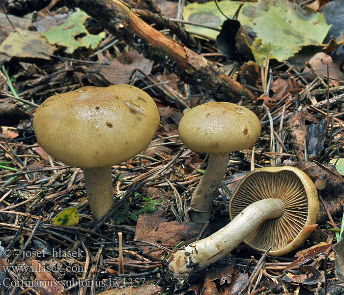 Cortinarius subtortus Паутинник полускрученный