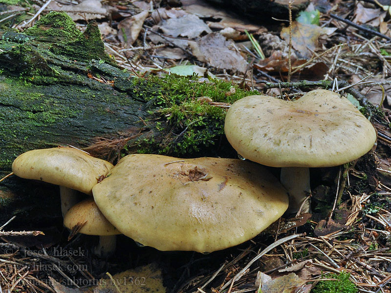 Pavučinec olivově žlutý Cortinarius subtortus