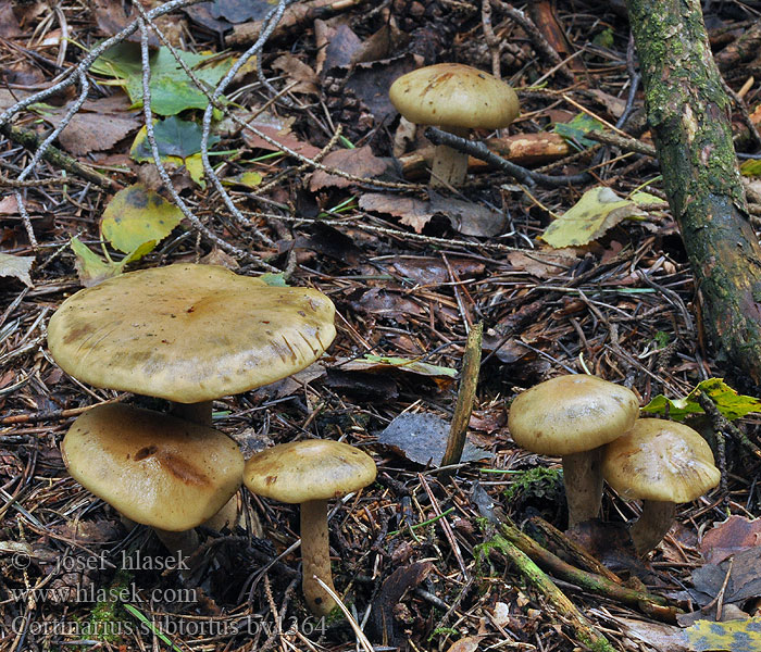 Olivgelbe Schleimkopf Cortinarius subtortus