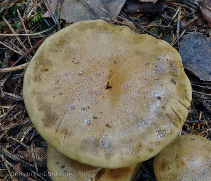 Zasłonak oliwkowochrowy Cortinarius subtortus