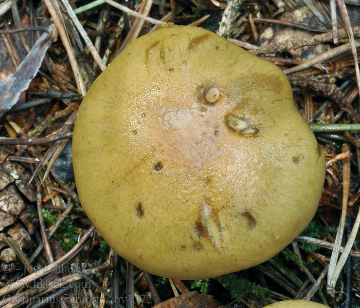 Паутинник полускрученный Cortinarius subtortus