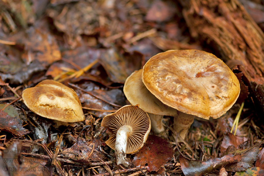 Cortinarius subtortus