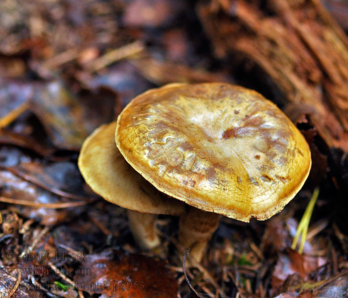 Паутинник полускрученный Cortinarius subtortus