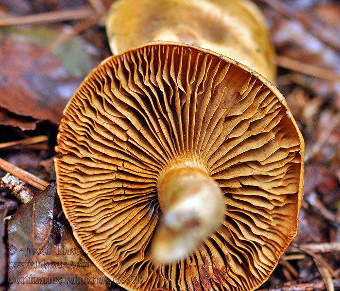 Zasłonak oliwkowochrowy Doftspindling Cortinarius subtortus