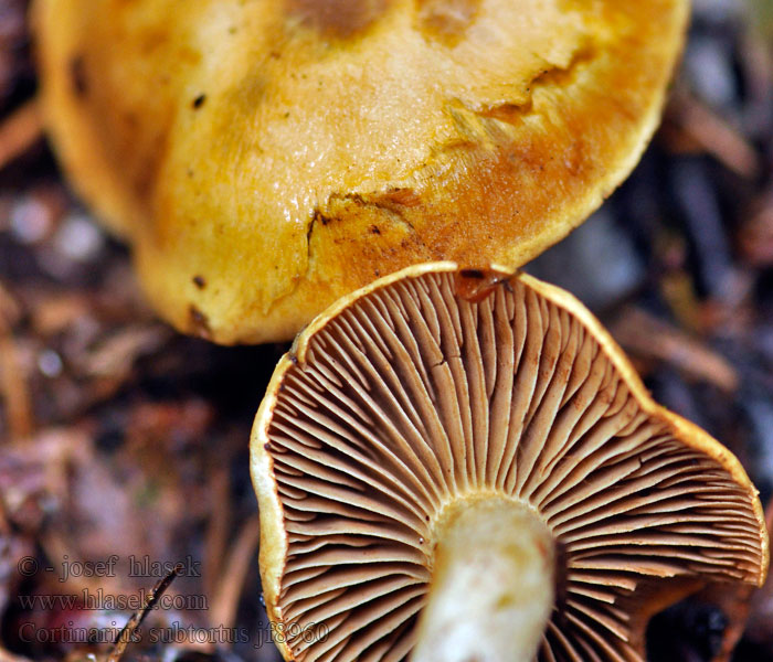 Olivgelbe Schleimkopf Cortinarius subtortus