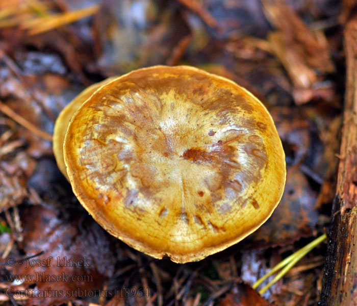 Pavučinec olivově žlutý Cortinarius subtortus