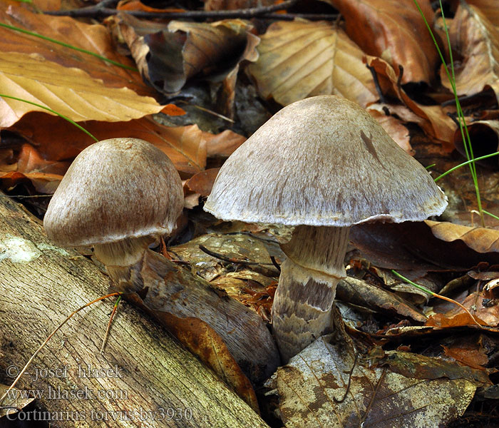 Cortinarius torvus Pavučinec nevlídný nelibý