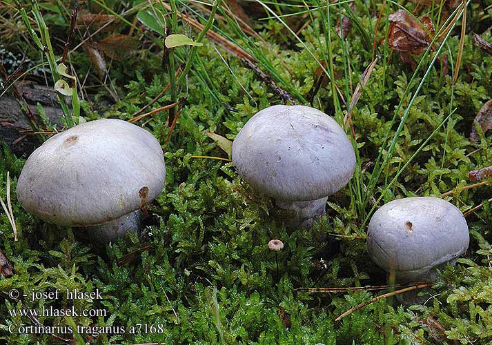 Cortinarius traganus Gassy Webcap Safrankødet slørhat haisuseitikki Stinkgordijnzwam Hagymatönkű pókhálósgomba Safranfleischiger Dickfuss Dickfuß Pavučinec kozlí Zasłonak wonny brodaty Pavučinovec smradľavý Bockspindling Brunkjøttbukkesopp Паутинник козий вонючий オオウスムラサキフウセンタケ