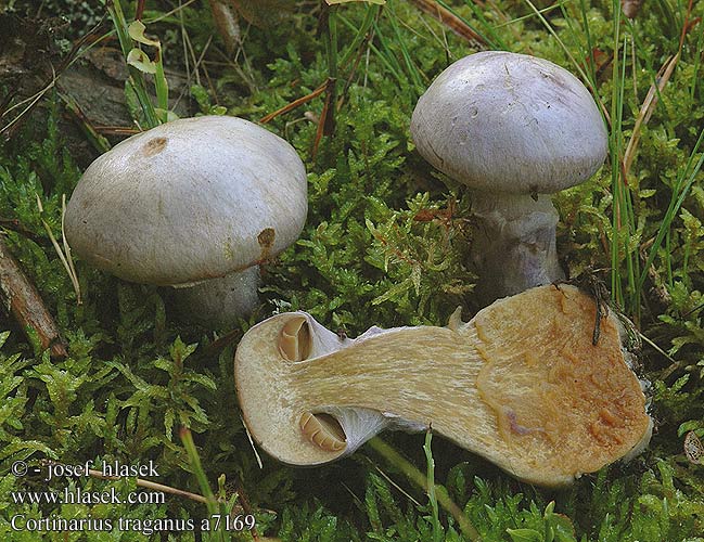 Cortinarius traganus Stinkgordijnzwam Hagymatönkű pókhálósgomba Safranfleischiger Dickfuss Dickfuß Pavučinec kozlí Zasłonak wonny brodaty Pavučinovec smradľavý Bockspindling Brunkjøttbukkesopp Gassy Webcap Safrankødet slørhat haisuseitikki