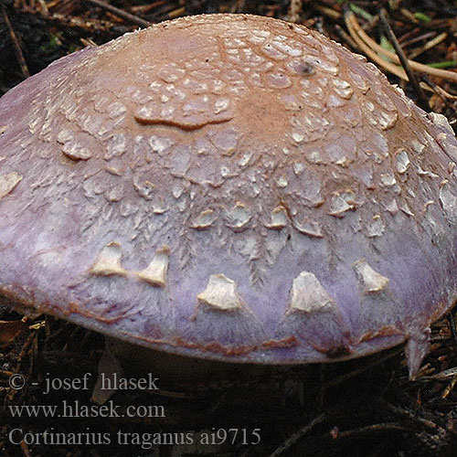 Cortinarius traganus Safranfleischiger Dickfuss Dickfuß Pavučinec kozlí Zasłonak wonny brodaty Pavučinovec smradľavý Bockspindling Brunkjøttbukkesopp Gassy Webcap Safrankødet slørhat haisuseitikki Stinkgordijnzwam Hagymatönkű pókhálósgomba