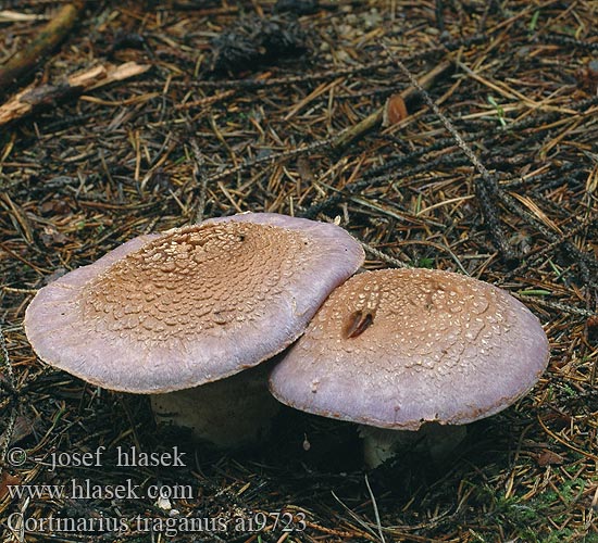 Cortinarius traganus Pavučinec kozlí Zasłonak wonny brodaty Pavučinovec smradľavý Bockspindling Brunkjøttbukkesopp Gassy Webcap Safrankødet slørhat haisuseitikki Stinkgordijnzwam Hagymatönkű pókhálósgomba Safranfleischiger Dickfuss Dickfuß