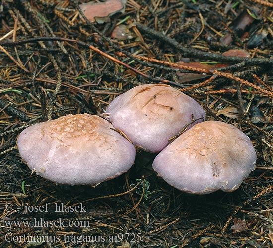 Cortinarius traganus Pavučinovec smradľavý Паутинник козий вонючий オオウスムラサキフウセンタケ Bockspindling Brunkjøttbukkesopp Gassy Webcap Safrankødet slørhat haisuseitikki Stinkgordijnzwam Hagymatönkű pókhálósgomba Safranfleischiger Dickfuss Dickfuß Pavučinec kozlí Zasłonak wonny brodaty