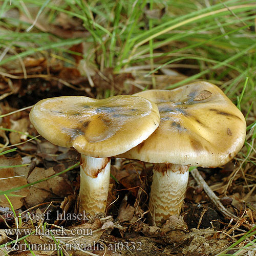 Cortinarius trivialis Cortinario viscoso Trappspindling